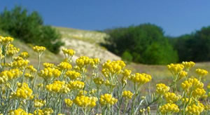 Immortelle en fleurs