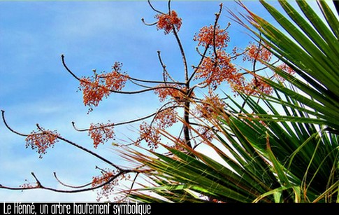 Arbre de hénné